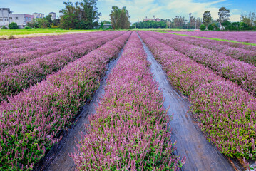 Obraz premium Chinese Mesona flowers blooming in the field 