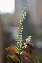 Flower of ornamental nettle indoors.