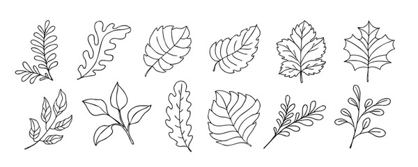 Leaves vector sketch set. Hand drawn decorative elements, isolated on white background. Botanical illustration in doodle style