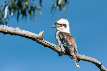 Laughing Kookaburra (Dacelo novaeguineae) perched on a dead branch