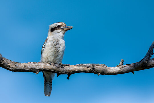 รูปภาพDacelo เลือกดูภาพถ่ายสต็อก เวกเตอร์ และวิดีโอ14,534 Adobe Stock