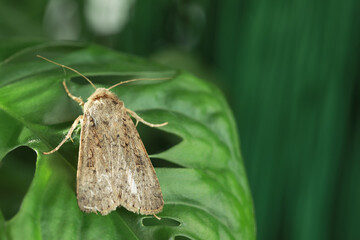 Paradrina clavipalpis moth on green leaf outdoors, space for text