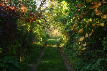 Beautiful trees with red berries growing in garden on sunny day