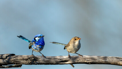 A pair of adult male and female Splendid Fairywrens (Malurus splendens) perched on a branch.