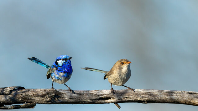 A pair of adult male and female Splendid Fairywrens (Malurus splendens) perched on a branch.