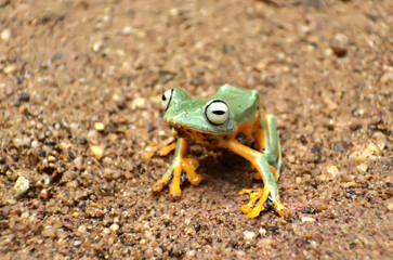 Flying Tree Frog (Rhacophorus reinwardtii) on a leaf.