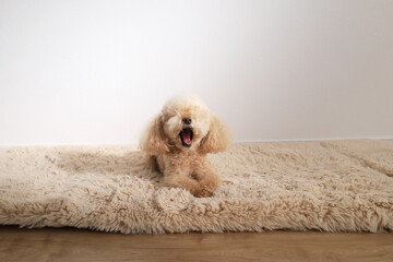 大きなあくびをするトイプードル