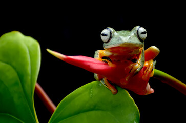 Flying Tree Frog (Rhacophorus reinwardtii) on a leaf.