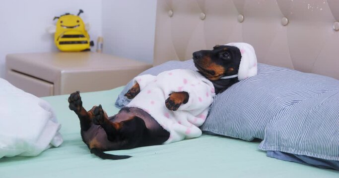 Impudent dog runs up and takes the blanket from a cute dachshund puppy in pajamas with a hat. Poor pet was going to sleep, but it was interrupted. Friendly prank or bullying.
