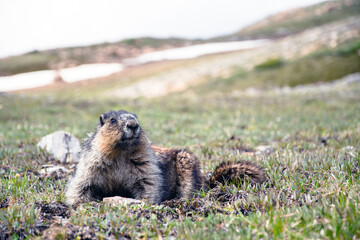 Hoary marmot in alpine meadow