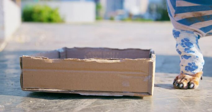 Bandaged paw of dog in dirty clothes stands next to cardboard box in park pushes to the side. Fundraising for a shelter supporting stray animals. Homeless dog asks for money for treatment pity alms