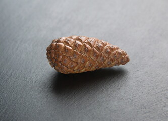 Cone of Pinus halepensis,  Aleppo pine,  pine native to the Mediterranean region, on grey background