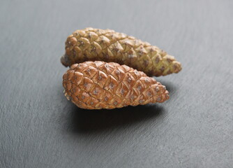 Cone of Pinus halepensis,  Aleppo pine,  pine native to the Mediterranean region, on grey background
