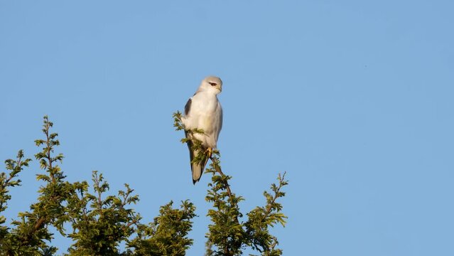 a black-winged kite, also known as the black-shouldered kite resting in a treetop in south africa