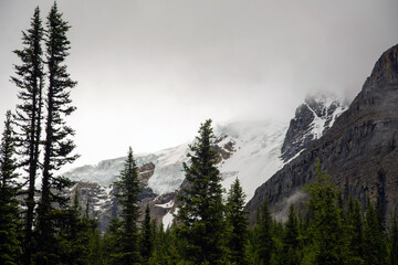 Forest backed by glacier on mountains