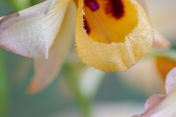 Orqu&iacute;dea amarela