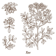 Rue Plant and Leaves in Hand Drawn Style