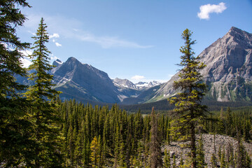 Mountain forest in Kananaskis Country, Alberta