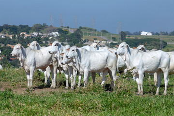 Nelore cattle in green pasture on countryside of Brazil