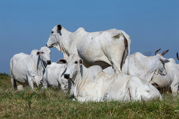 Nelore cattle in green pasture on countryside of Brazil