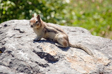 Golden-mantled ground squirrel on rock