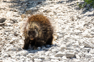 Porcupine, Erethizon dorsatum, walking on rocks