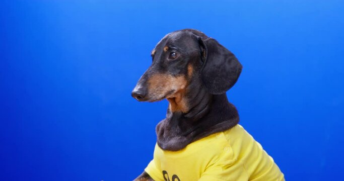 Restless dachshund dog sits looking around blue studio searching owner. Domestic pet wearing yellow bodysuit wants to play against blue chromakey wall