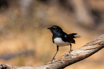 A common Australasian black and white fantail bird known as a Willie Wagtail (Rhipidura leucophrys). The name wagtail stems from the constant sideways wagging of the tail.