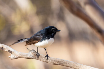A common Australasian black and white fantail bird known as a Willie Wagtail (Rhipidura leucophrys). The name wagtail stems from the constant sideways wagging of the tail.