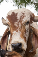 Girolando calves confined in a dairy farm in countryside of Minas Gerais, Brazil