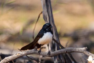 A common Australasian black and white fantail bird known as a Willie Wagtail (Rhipidura leucophrys). The name wagtail stems from the constant sideways wagging of the tail.