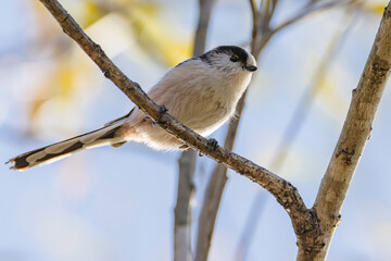 Fototapeta premium 木の枝に止まるエナガ