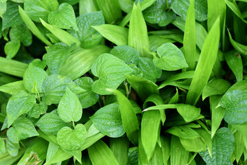 The leaves of a small natural plant grow in the garden in spring season. Natural plants represent the preservation of environmental ecology and awareness of the global warming crisis.