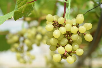 Branches of fresh green grapes hanging in an agricultural greenhouse.