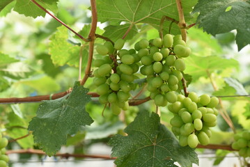 Branches of fresh green grapes hanging in an agricultural greenhouse.