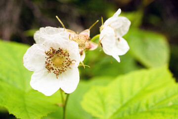 Flowers of thimbleberry, Rubus parviflorus - obrazy, fototapety, plakaty