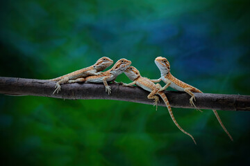 babys bearded dragon lizard on a branch