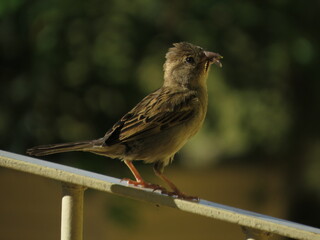 Bird with food in its beak