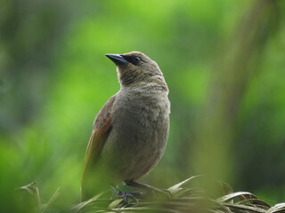 Closeup of a beautiful bird on top of a branch
