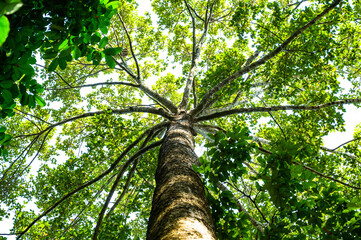 Fototapeta premium Old Yang Na tree in Chiang Mai Province