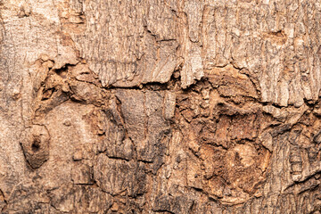 Old Wood Tree Texture Background. texture of bark wood use as natural background.