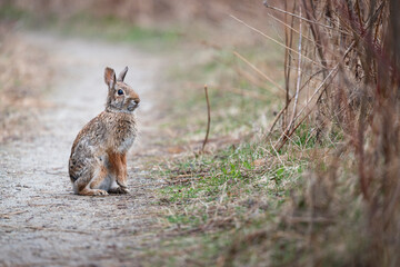 Still Rabbit on the edge of a path next to tall grass and shrubs