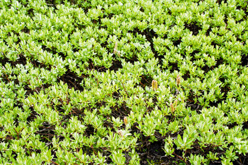Dwarf willow plants growing on ground
