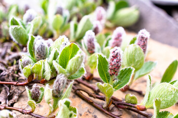 Dwarf willow plants closeup