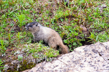 Juvenile hoary marmot in alpine meadow