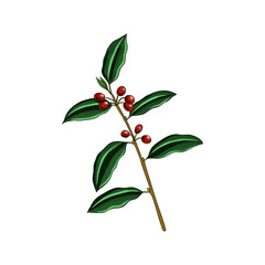 vector drawing plant of purple holly,ilex purpurea , herb of traditional chinese medicine, hand drawn illustration