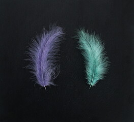 Obraz premium Colorful plume, feathers on dark background