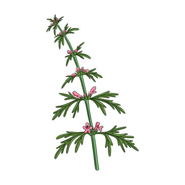 vector drawing plant of Chinese motherwort , Leonurus japonicus, herb of traditional chinese medicine, hand drawn illustration