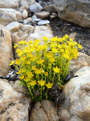 Yellow mountain wildflowers growing