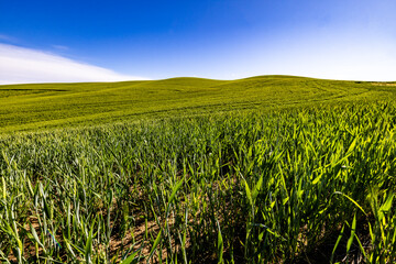Green Wheat Field